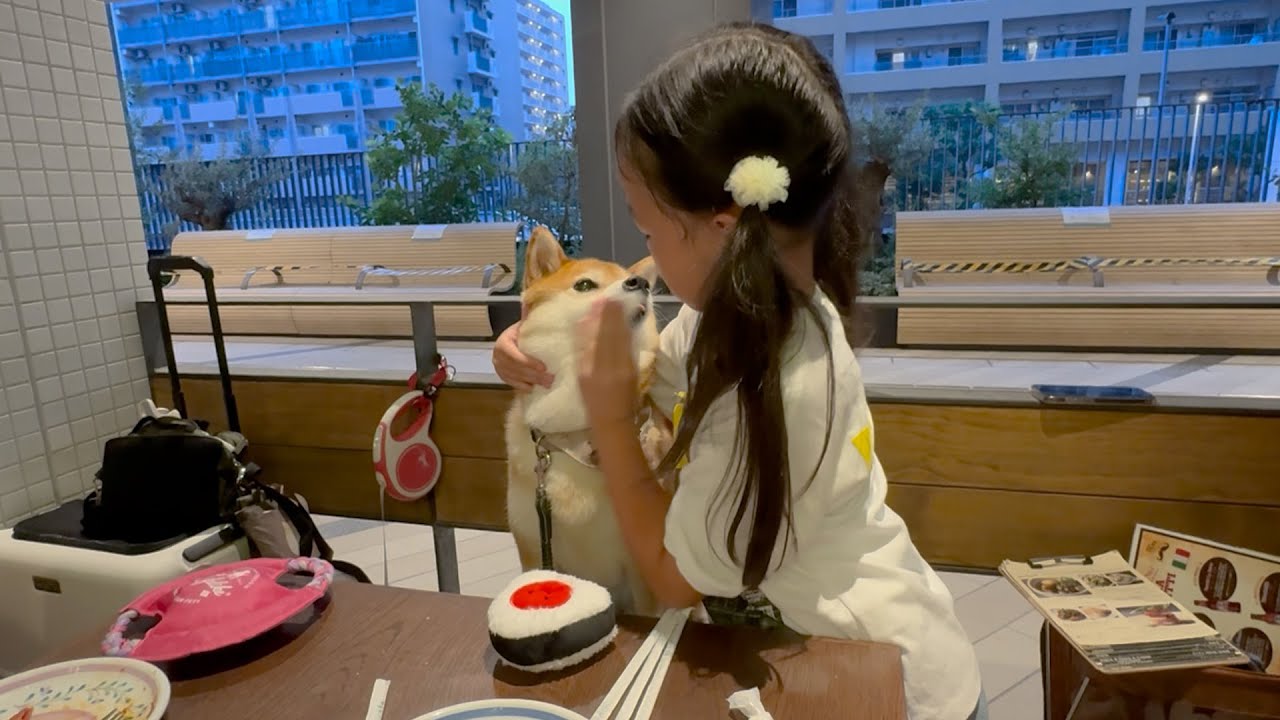 7歳娘が考えた柴犬のサプライズ誕生日パーティが最高だった