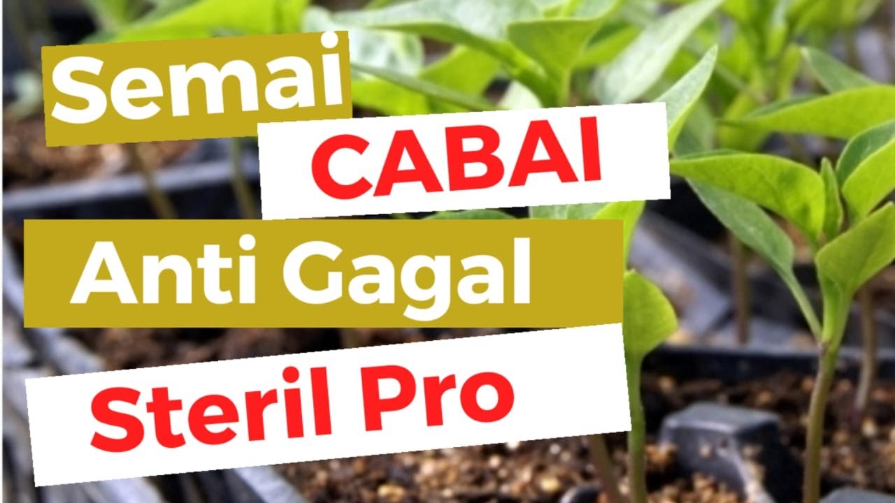 Cara menyemai cabe yang benar dan anti gagal !! Steril pro 