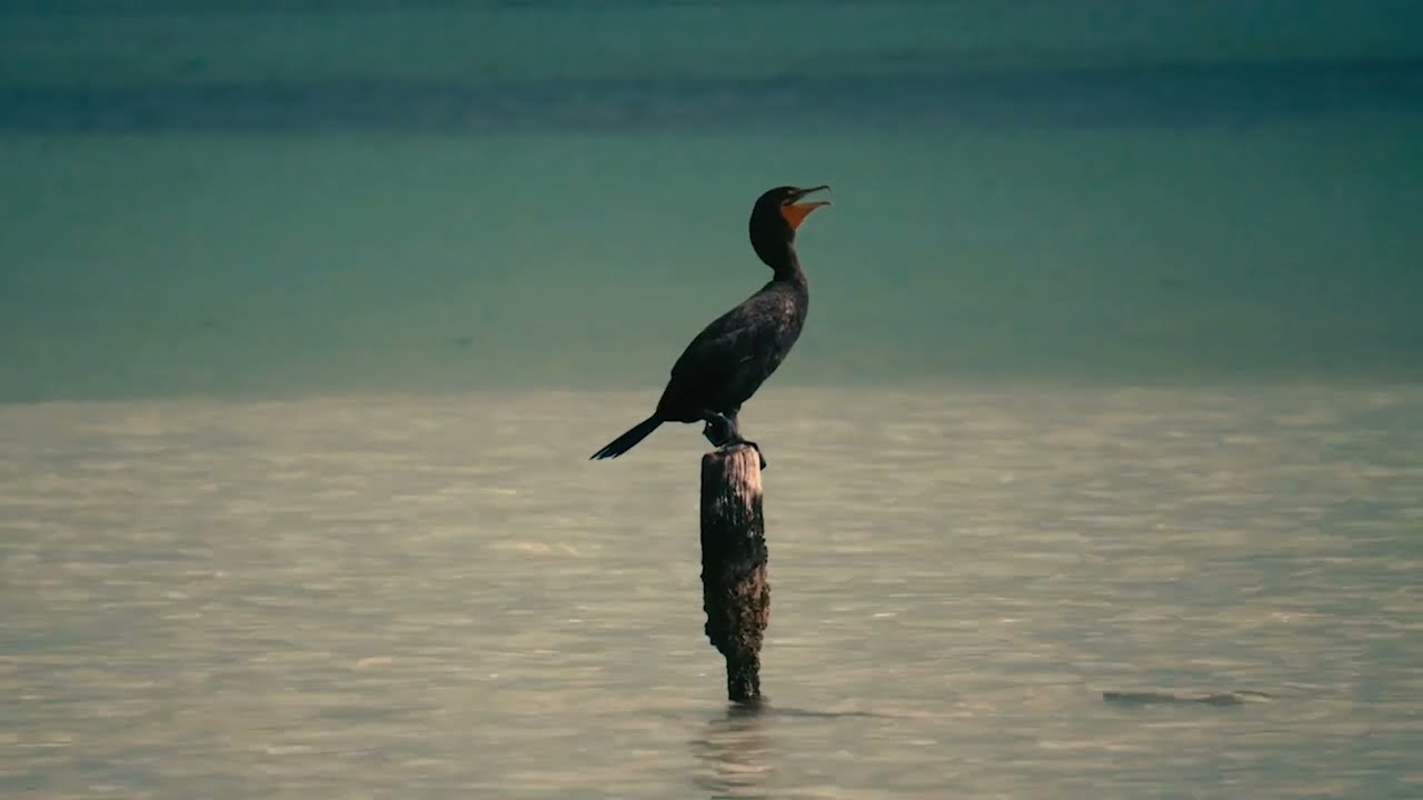 Nômade Holbox Hotel