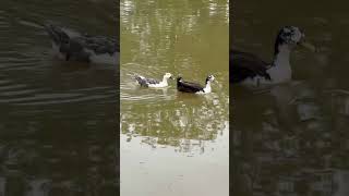 🦆❤️🦆 #trending #travel #viral #nature #love #beautiful #duck #water #swimming #climatechange