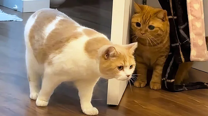 Video 11690461: funnycatvideos cat, laugh funniest cats, laugh funny cat