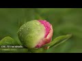 Lensbaby University Floral Series: 1 - Masterclass with the Velvet Series of Lenses #Lensbaby