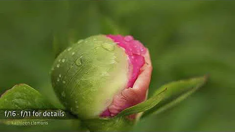 Lensbaby University Floral Series: 1 - Masterclass...
