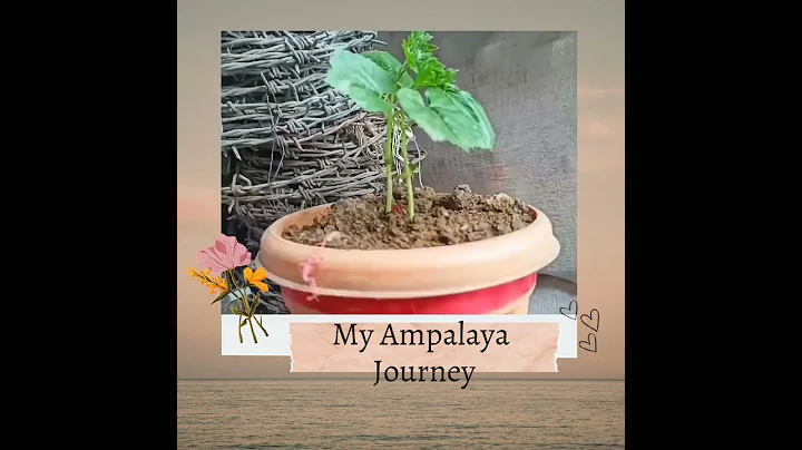 My Ampalaya Journey!