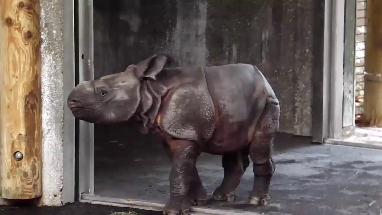 ☆¸ •° ”˜☆˜” °•☆ A Star was Born   Panzernashorn   geboren am 31 8 2015 um 9 01 Uhr