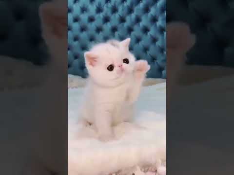 Pet lover #cat  #catlover #pet