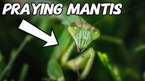 Praying Mantis Care - Beginner’s Guide