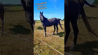 Лошадиная ферма в Германии 🐎 | Разведение породистых жеребцов ганноверской породы