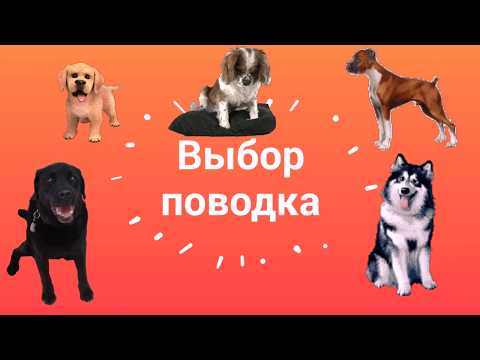 ЛУЧШИЙ ПОВОДОК для дрессировки!  Какой поводок выбрать собаке?