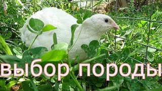Техасский перепел // Как легко определиться с породой перепелов // Техасский перепел // Как легко определиться с породой перепелов //