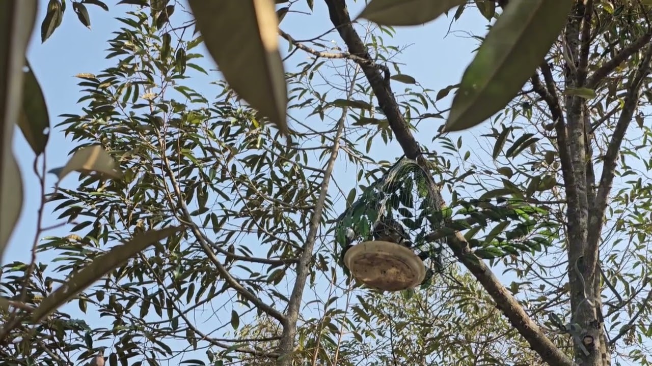 Chim bac 3 thang nay ra rung em no dung boi