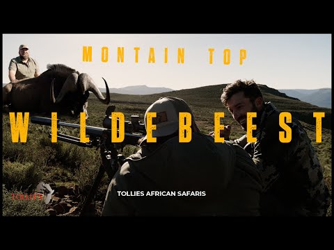 Monster Black Wildebeest on top of the mountains with Tollie’s African Safaris - Plains Game Hunting