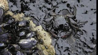 The Dakota Access Pipeline:  What We Risk