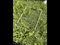 Roberta Barbato: "Biodiversità e Biomassa nel giardino della scuola"