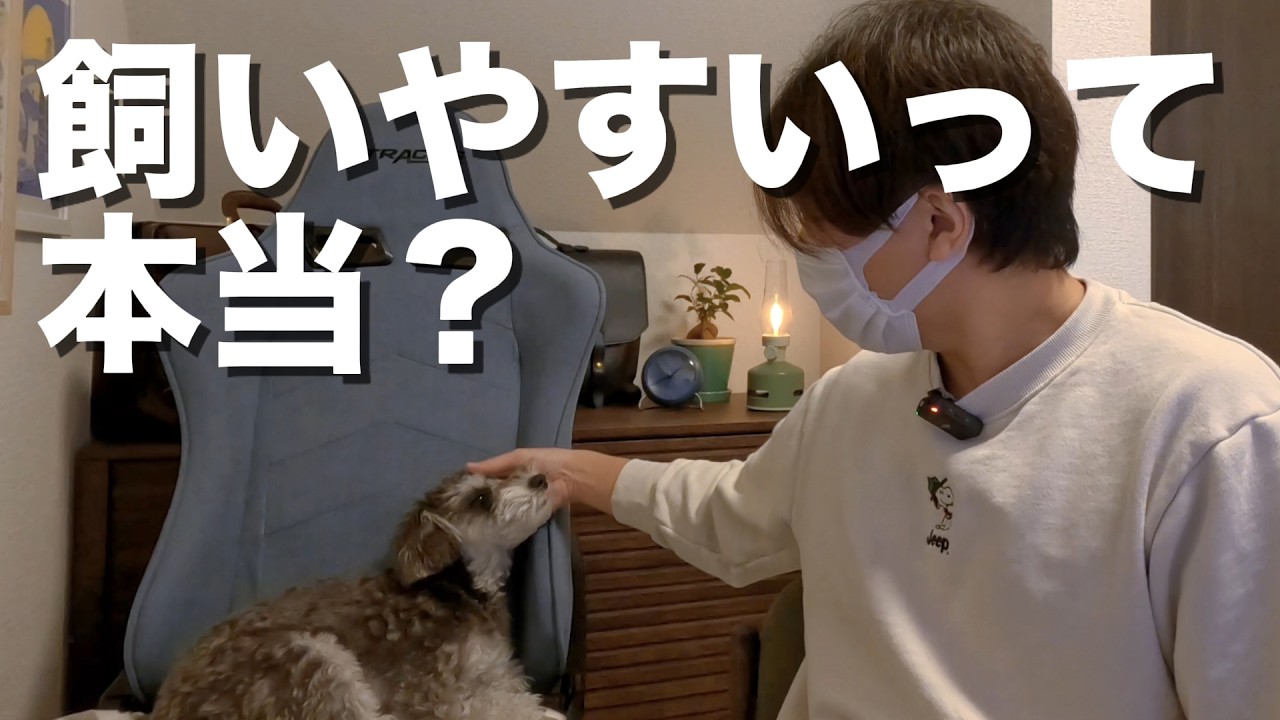 ミニチュアシュナウザーと暮らして1年｜飼いやすいって本当？実際に感じた4つのこと