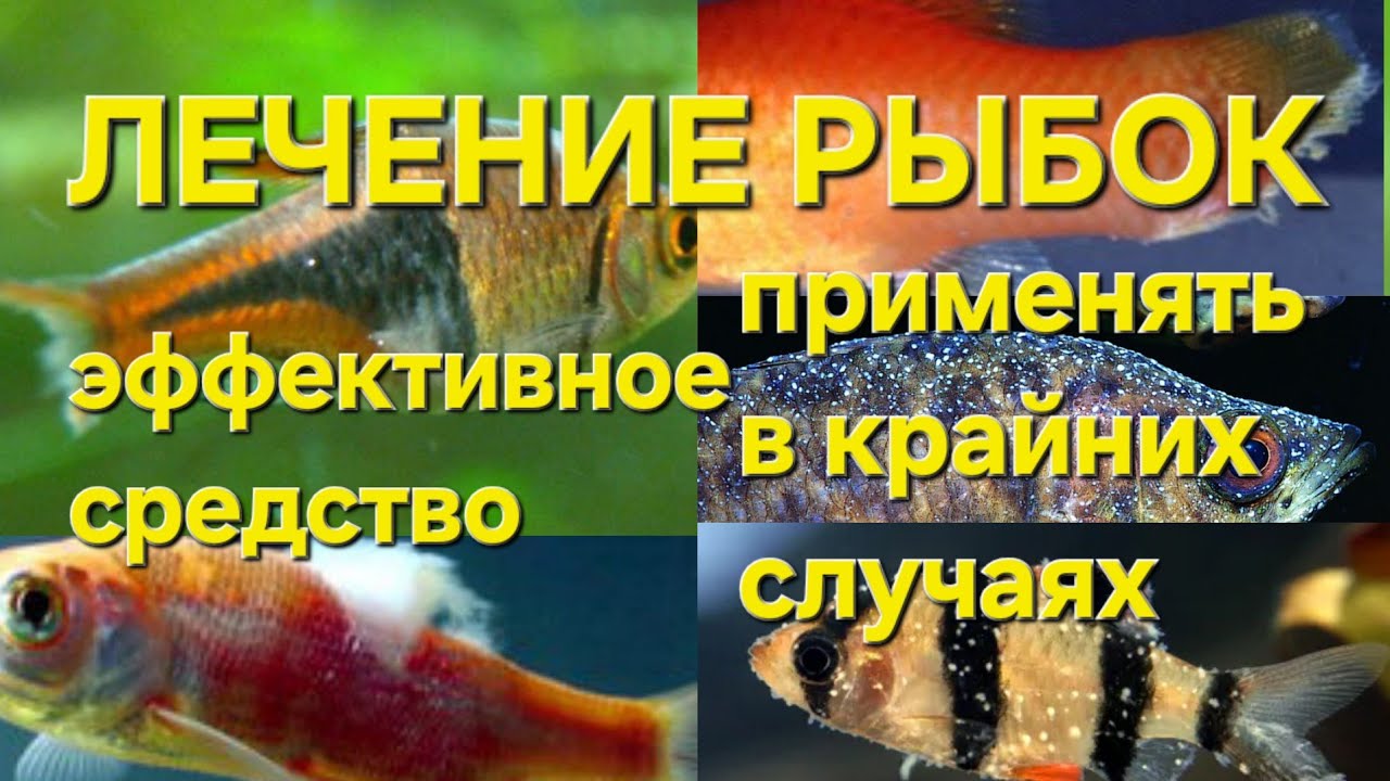 Лечение разных болезней  аквариумных рыбок