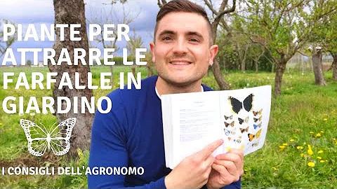Come attirare delle farfalle?