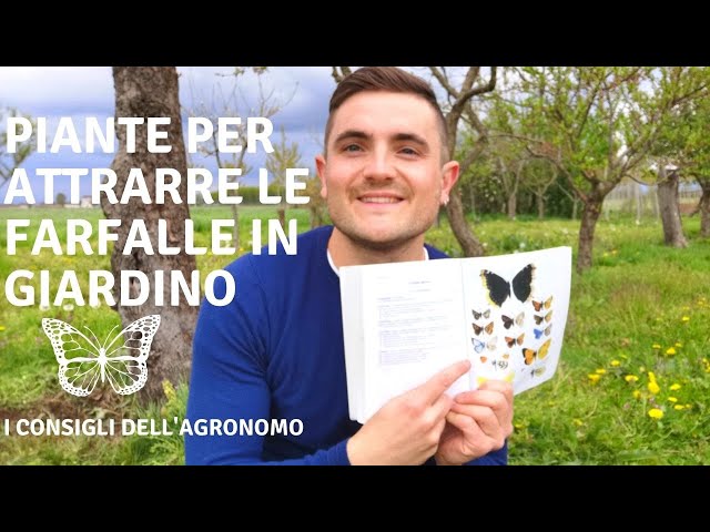 Coltiva Il Tuo Giardino Delle Api E Farfalle