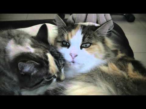 Our cats licking each other + massage