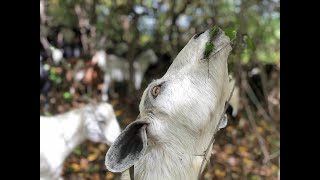 Normandale Community College uses goats to trim trails