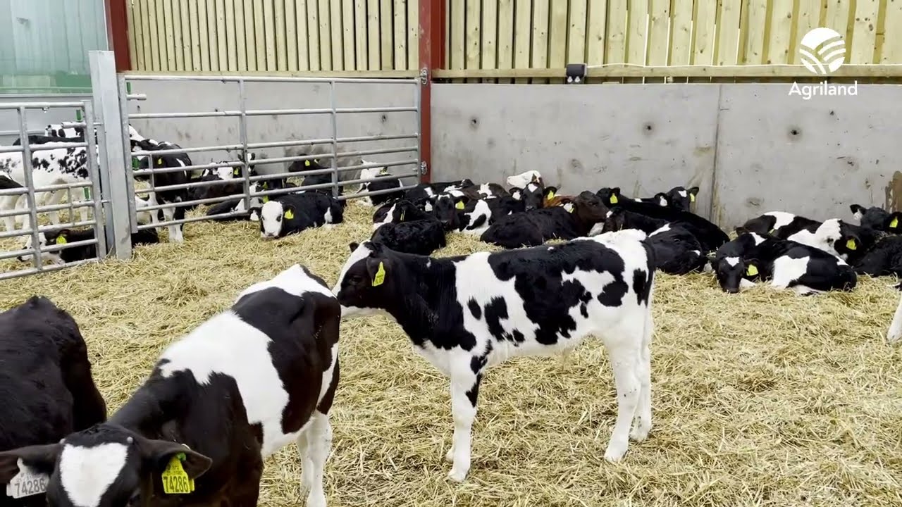 New-Build Calf Shed in Cavan with Calf Comfort to the Fore