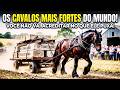 OS CAVALOS MAIS FORTES DO MUNDO: Você não vai acreditar na carga que eles puxam!#cavalo #cavalos