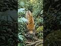 I’m a Jaguar in the Amazon… I Found a Lost Jungle Civilization#shorts #trending #viral