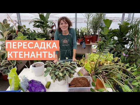 Пересадка ктенанты