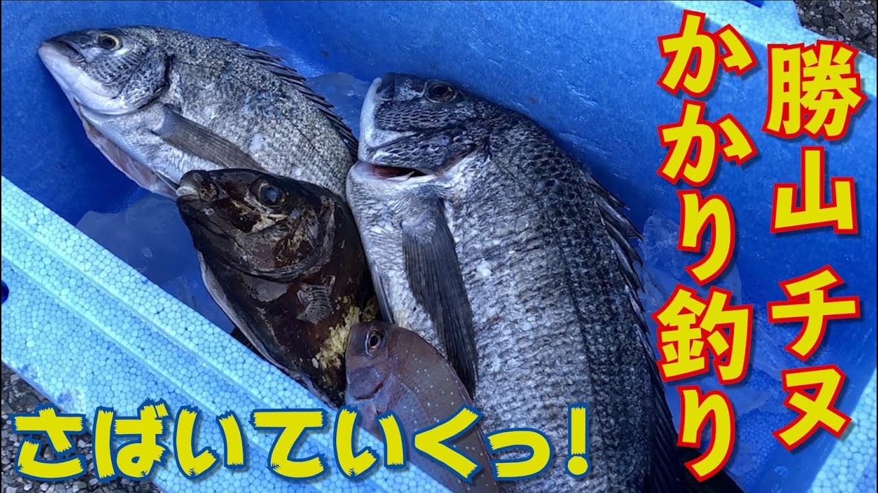 千葉・勝山にチヌ（クロダイ）をかかり釣りをしに行ってきた！ - YouTube
