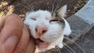 The Most Beautiful and Enchanting Purring Sound You’ll Ever Hear From a Cat.
