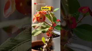 Bitkini Kurtarmak İçin Neden Dokunmaman Gerektiğini Kimse Söylemiyor | Kışın Sessiz Kurtarma Kuralı