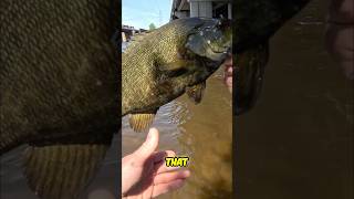 These BIG BASS DONT PLAY #bassfishing #smallmouthbassfishing #fishing
