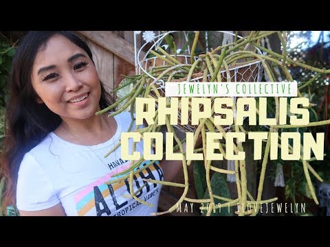 Jewelyn&rsquo;s Collective: Rhipsalis-collectie | mei 2019 | ILOVEJEWELYN