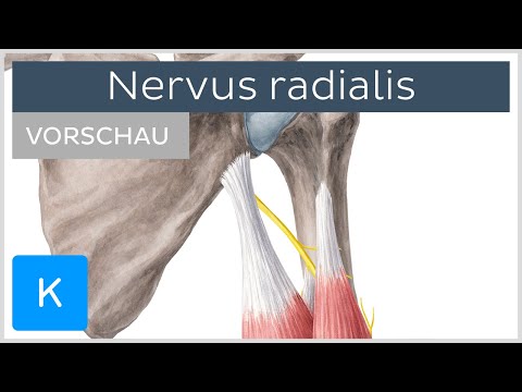 Nervus radialis: Anatomie, Verlauf, Äste (Vorschau) | Kenhub