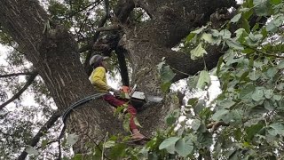 BEWARE OF SHOCK ‼CUT THE LARGE TREMBESI TREE ON TOP OF THE STIHL ELECTRIC POLE#ms660#ms070