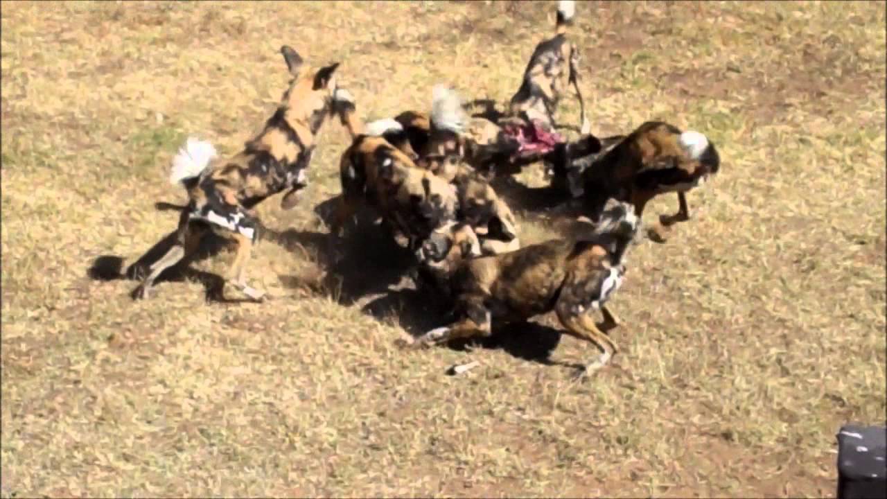 African Wild Dogs Eating Western Plains Zoo, Dubbo, Australia YouTube