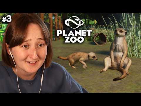 BABY MEERKATS! | Planet Zoo #3 (Streamed 9/9/26)