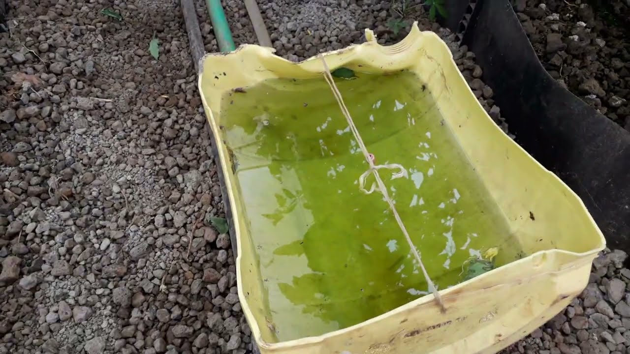 HOW TO DEAL WITH TUTA ABSOLUTA// 3 EASY STEPS TO FOLLOW #tomato #hydroponicsfarming #tuta