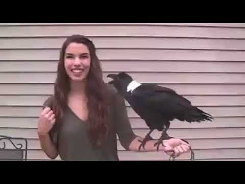 الغراب الذي يتكلم