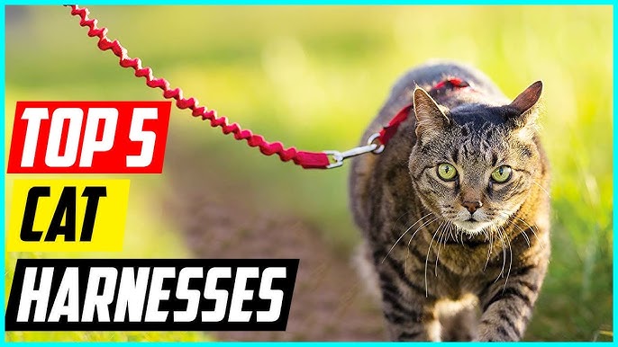 The Best Cat Harnesses of 2023