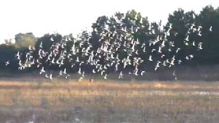 Ducks at Princess Anne Wildlife Management Area