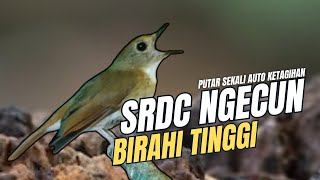 BURUNG SRDC GACOR NGECUN!! PANCINGAN SUARA PIKAT SRDC BAHAN AGAR CEPAT BUNYI