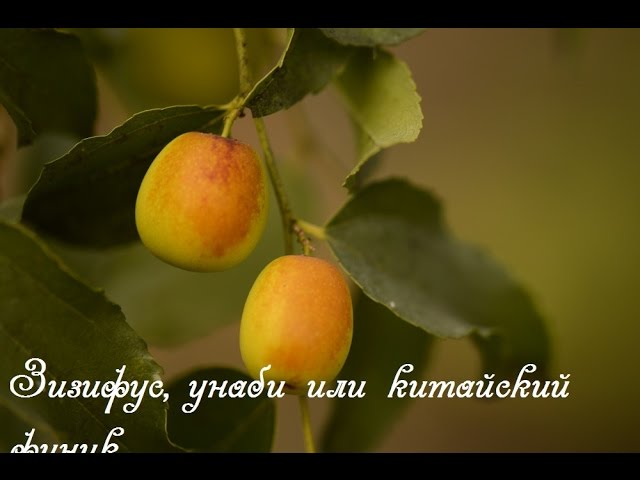 Зизифус полезное растение А что это? Фильм 2