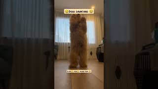 dog dancing😂 #youtubeshorts #shortsfeed #short