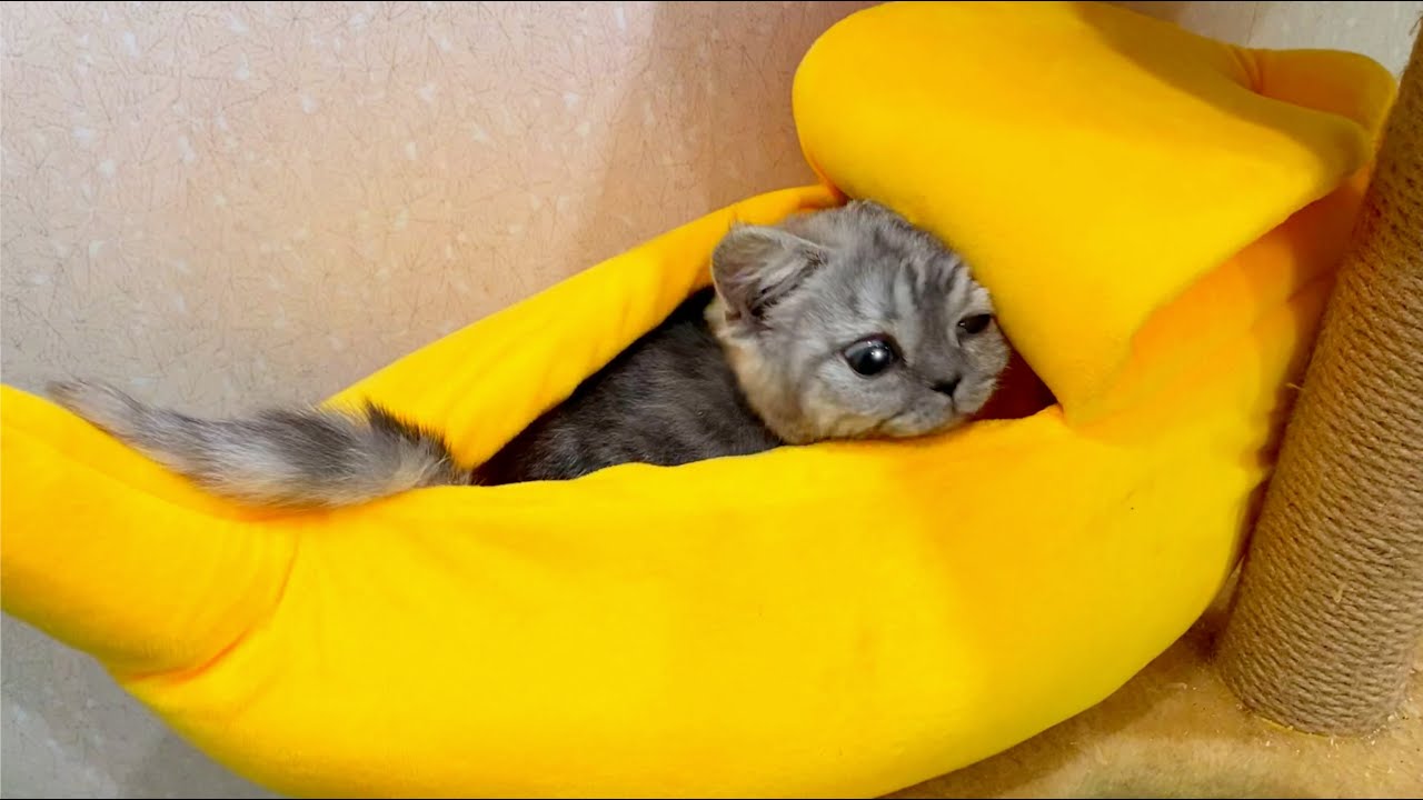 Kittens Play With Cats YouTube kittens-play-with-cats-youtube