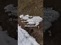 :( #tiktok #snow #holiday #shorts