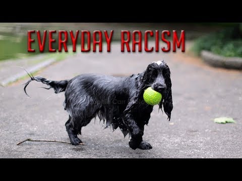 Everyday Racism White People Smell Like Wet Dogs You