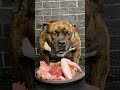 MUKBANG ASMR Dog eating Raw Meats & bones 【American Bully】#shorts
