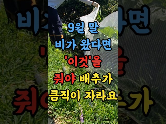 9월 말 비가 왔다면 이것을 줘야 김장배추가 큼직하게 자라요