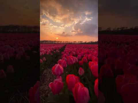 #JasonDeruloTV // Flowers